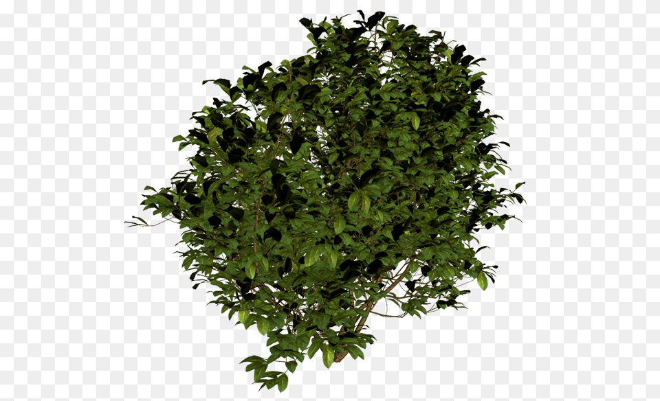 Bush, Leaf, Plant, Potted Plant, Tree Png