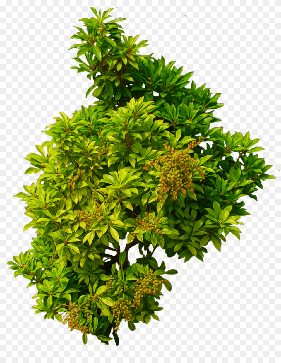 Bush, Green, Herbs, Leaf, Plant Free Transparent Png