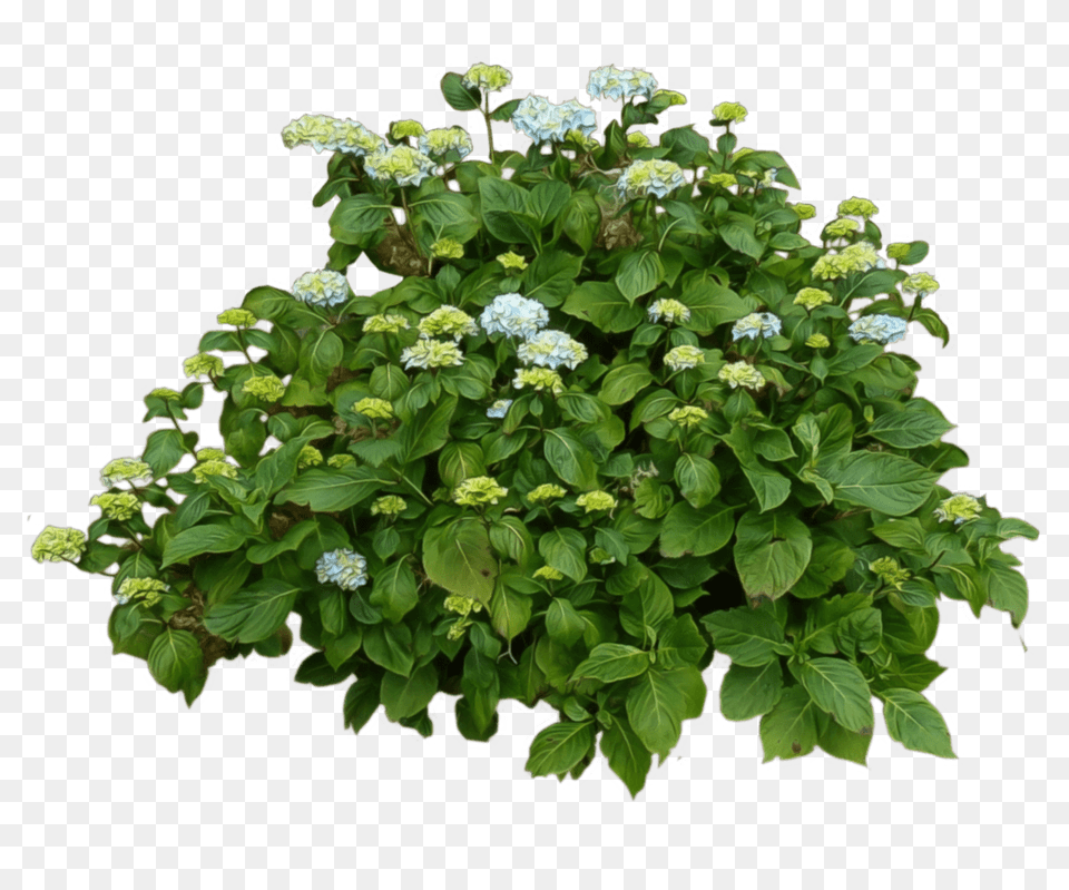 Bush And Flowers, Flower, Herbal, Herbs, Leaf Free Transparent Png