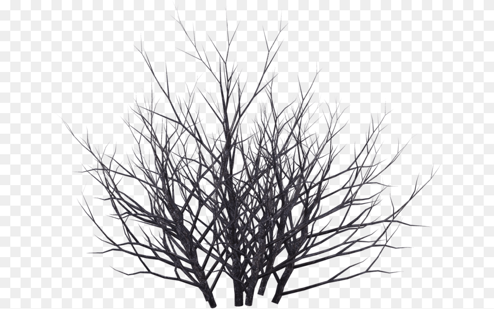 Bush Black And White Dead Bush, Ice, Nature, Night, Outdoors Free Transparent Png