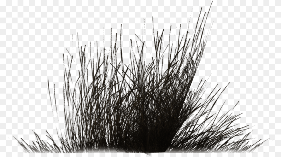Bush Black And White Transparent Bush Black And Grass Black And White, Plant, Reed, Agropyron Free Png