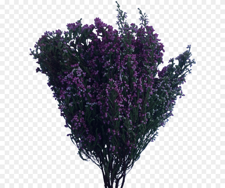 Bush Buds Farm Gate English Lavender, Plant, Flower, Purple, Flower Arrangement Free Png Download