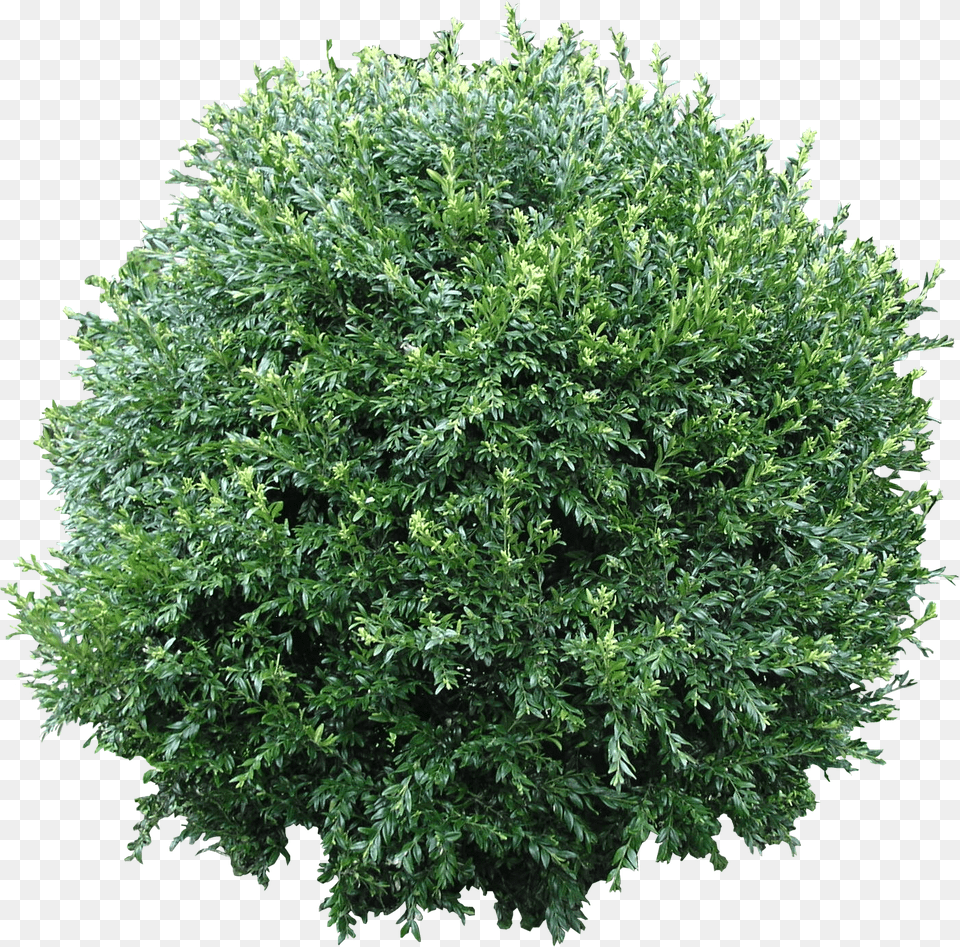 Bush Bush Leaves Texture, Plant, Vegetation, Tree Free Png Download