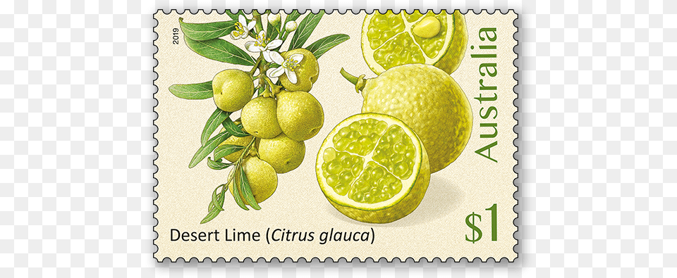 Bush Citrus Bush Citrus Australian Stamps, Citrus Fruit, Food, Fruit, Plant Png