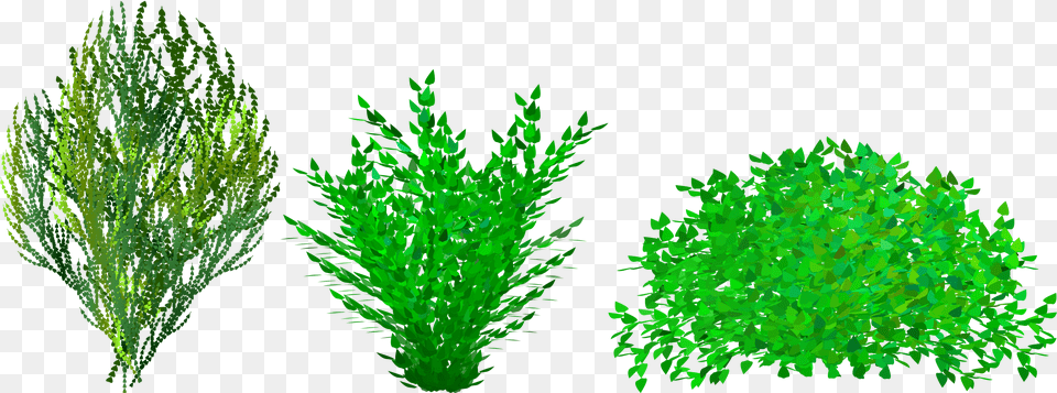 Bush Clip Art, Aquatic, Plant, Moss, Green Free Transparent Png