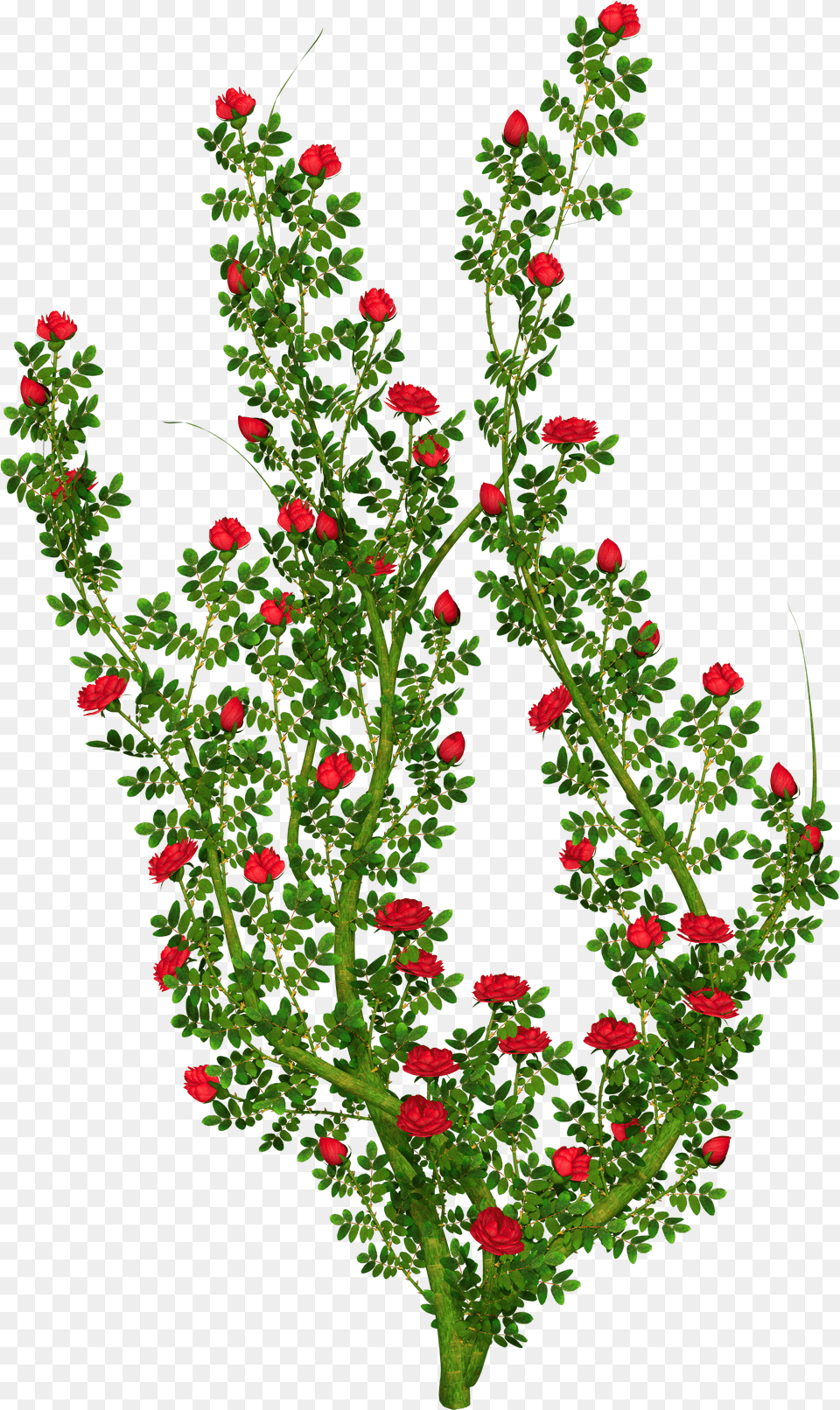 Bush Clipart Flower For Background Rose Bush Clipart, Plant, Pattern, Flower Arrangement, Geranium Free Png