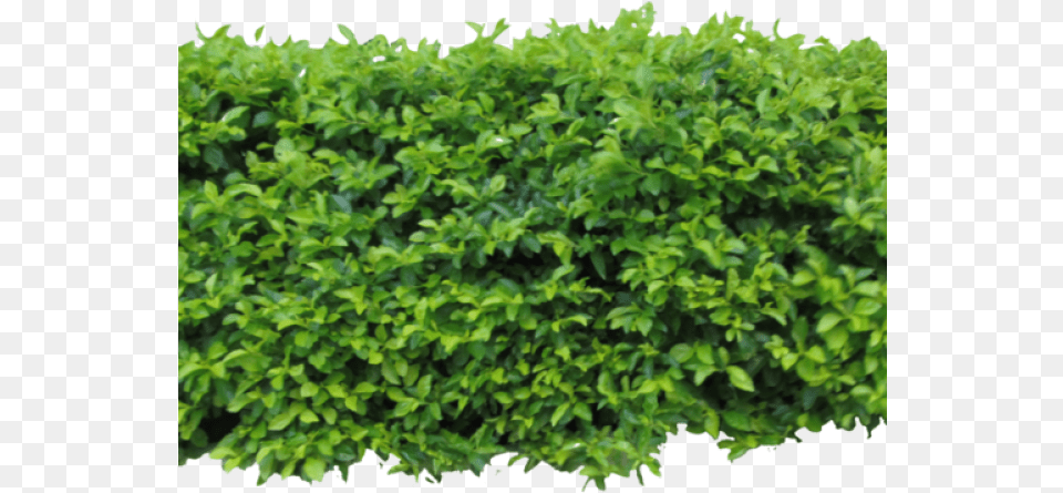 Bush Clipart Texture Bushes For Photoshop, Fence, Hedge, Plant, Vegetation Png