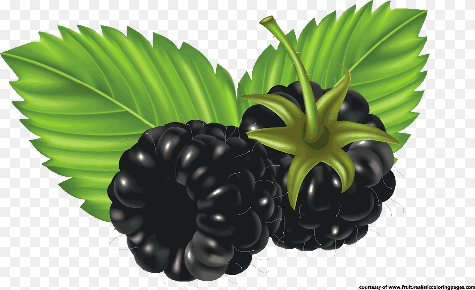 Bush Clipart Thorn Clip Art Blackberry Fruit, Berry, Food, Plant, Produce Free Png Download