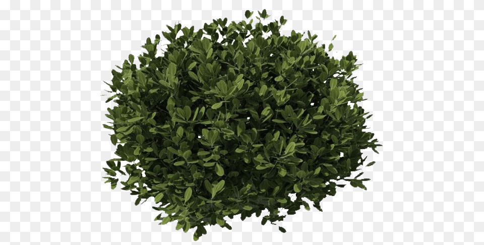 Bush Dark Green, Leaf, Plant, Potted Plant, Tree Png Image