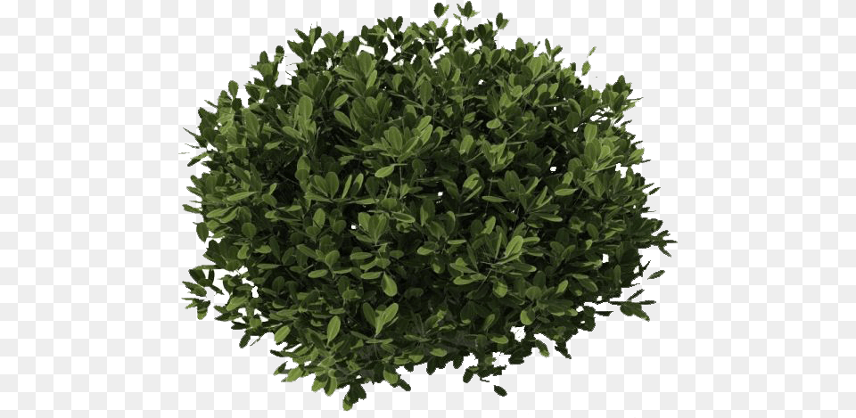 Bush Dark Green Bushes, Leaf, Plant, Potted Plant, Tree Free Png