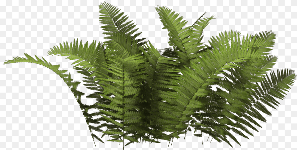 Bush Bush, Fern, Plant Free Png Download