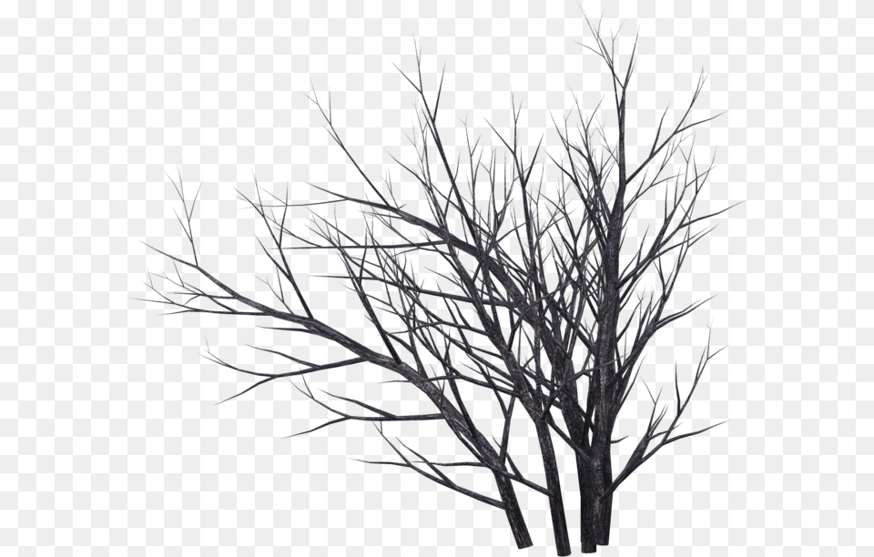 Bush Drawing, Ice, Nature, Outdoors, Plant Png Image