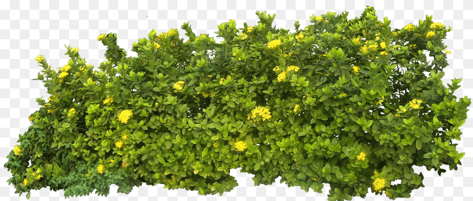 Bush Footer, Plant, Vegetation, Leaf, Flower Free Png