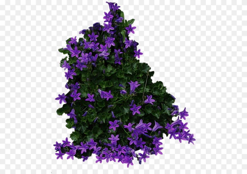 Bush Flowers Top View, Flower, Geranium, Plant, Purple Free Png Download