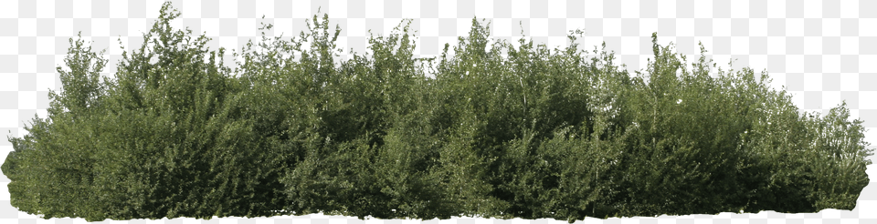 Bush Http Pluspng Comimg Pngbush Shrub, Grass, Herbal, Herbs, Plant Png Image