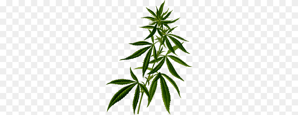Bush Image, Hemp, Leaf, Plant, Weed Png