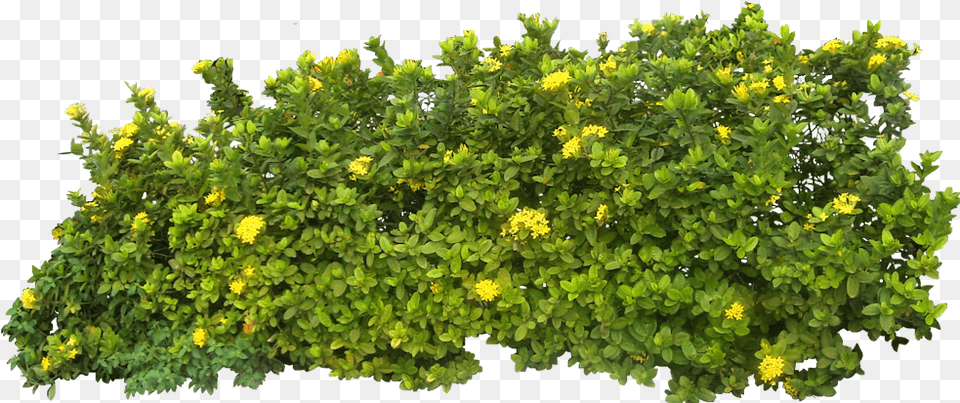 Bush Image Bush, Plant, Vegetation, Leaf, Flower Free Png Download
