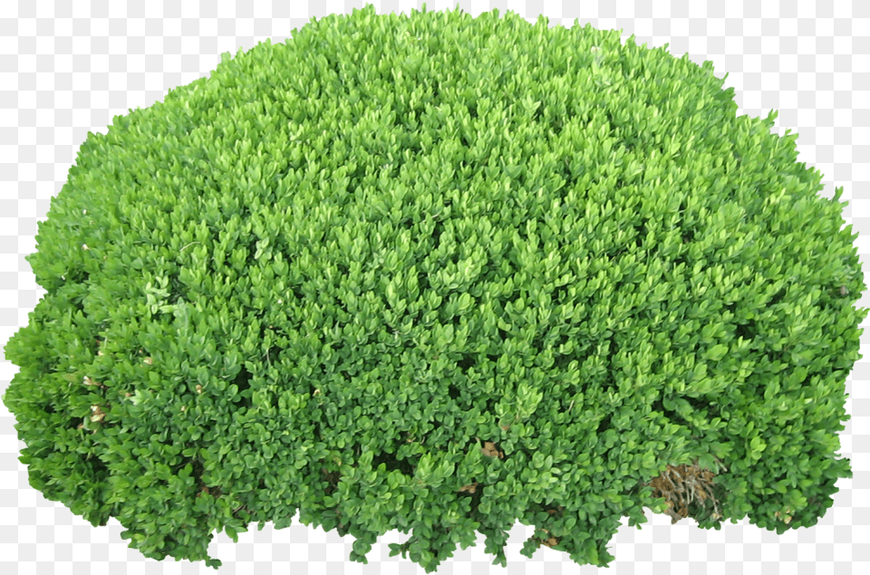 Bush Bush Background, Plant, Vegetation, Tree Png Image