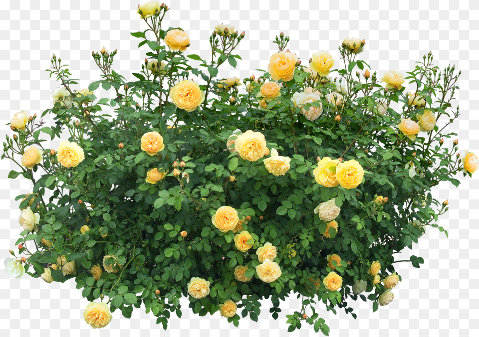 Bush Image Flower Bush, Plant, Rose, Flower Arrangement, Flower Bouquet Free Transparent Png