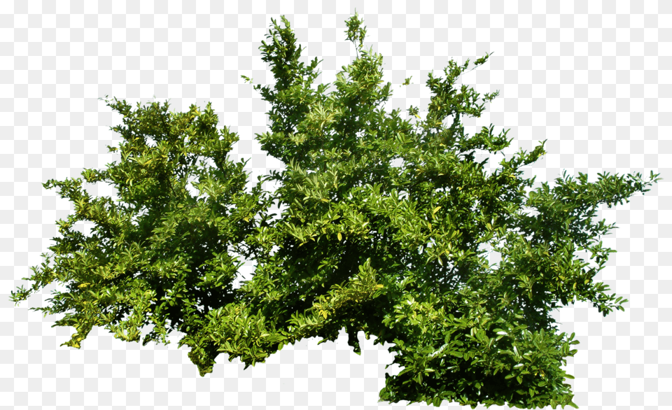 Bush Image Bush, Green, Tree, Sycamore, Plant Free Transparent Png