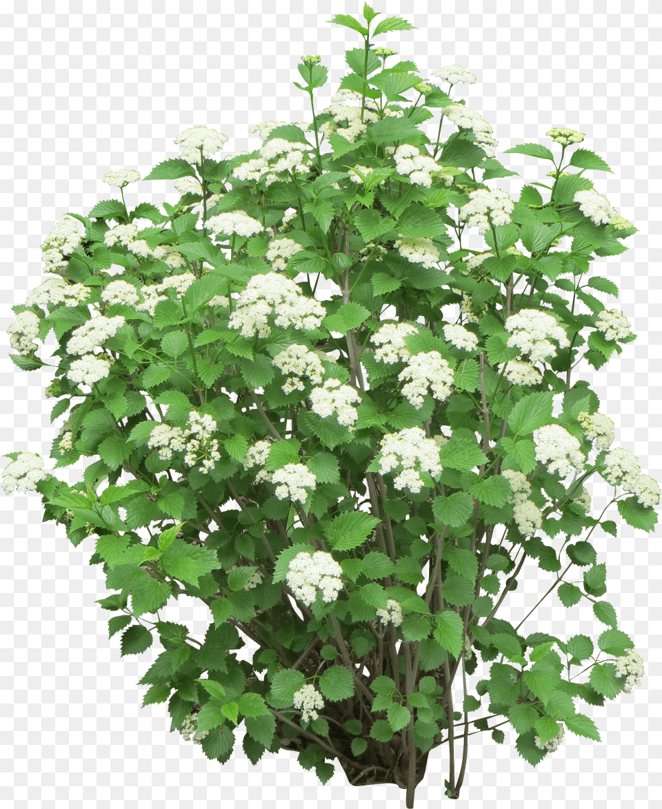 Bush Image White Flower Bush Png