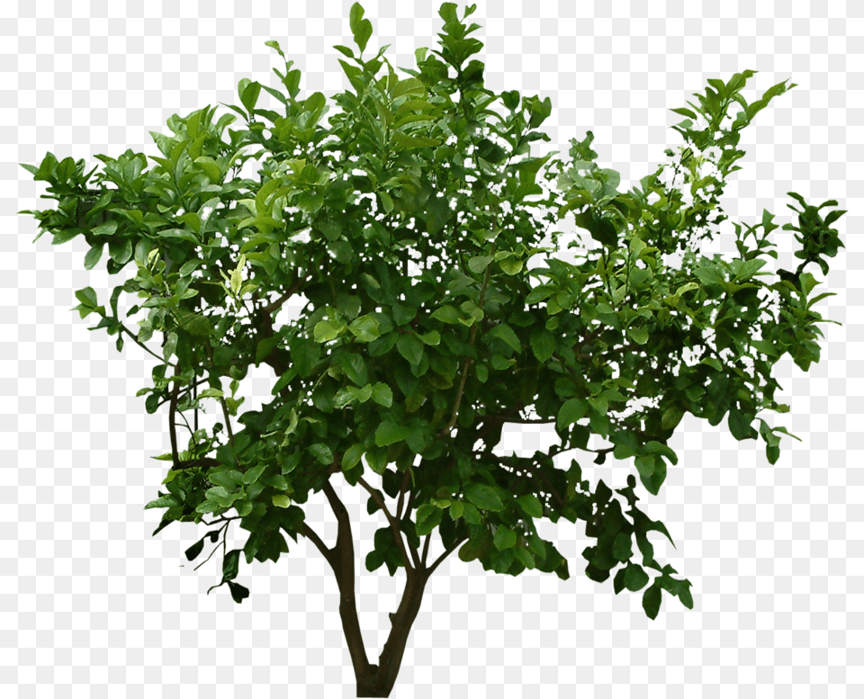 Bush Image With Trees Top View Psd Bush Cut Out, Leaf, Plant, Potted Plant, Tree Free Png Download