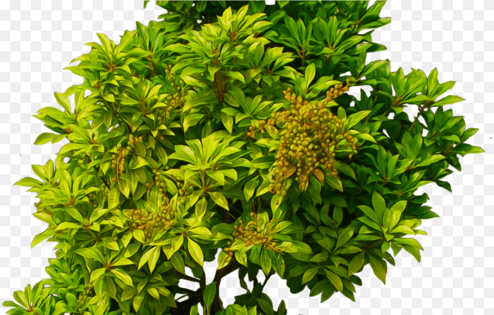 Bush Light Green Transparent Stickpng Green Bush, Herbs, Leaf, Plant, Tree Png Image