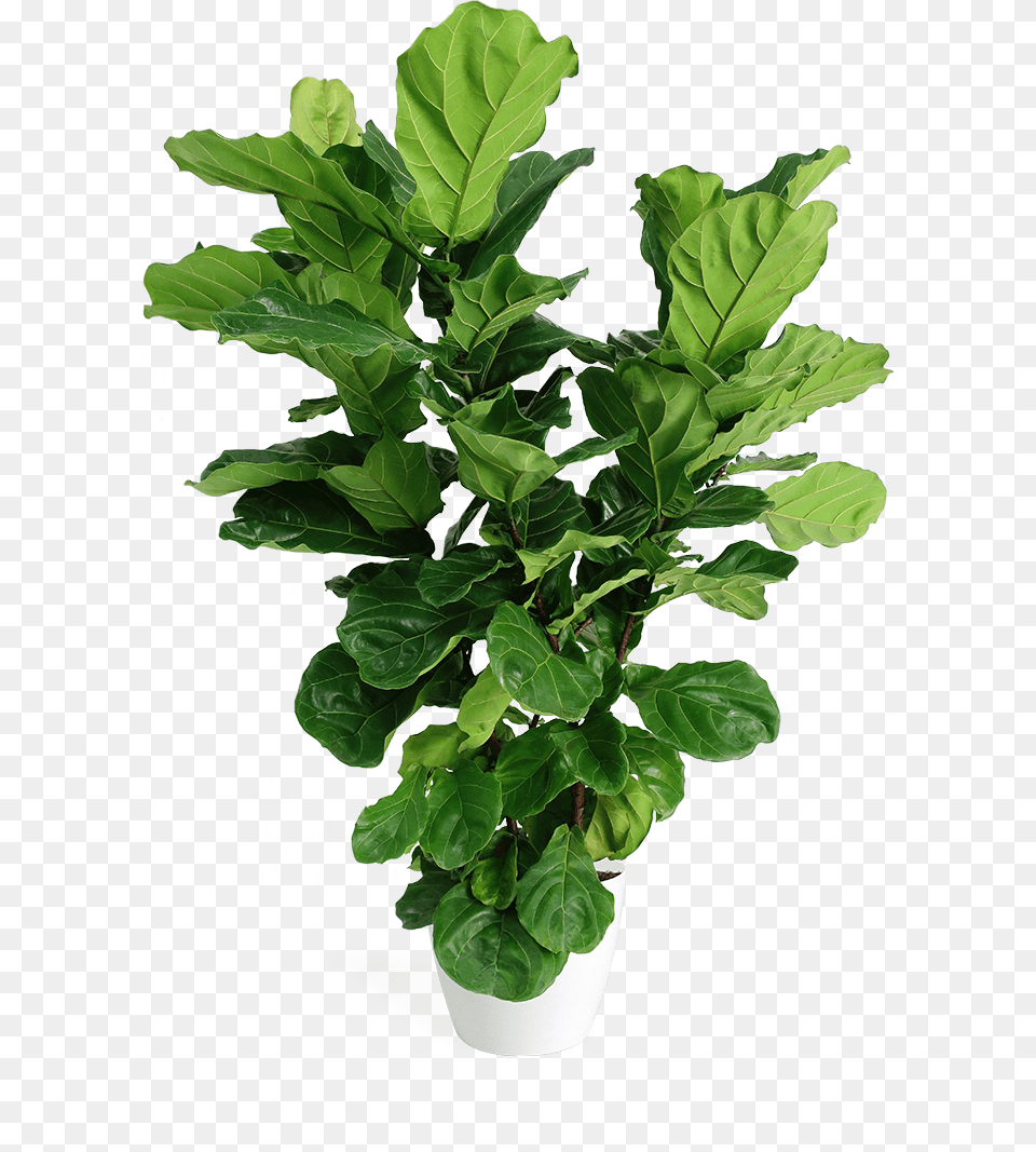 Bush Plant Fiddle Leaf Fig, Potted Plant, Food, Leafy Green Vegetable, Produce Free Png