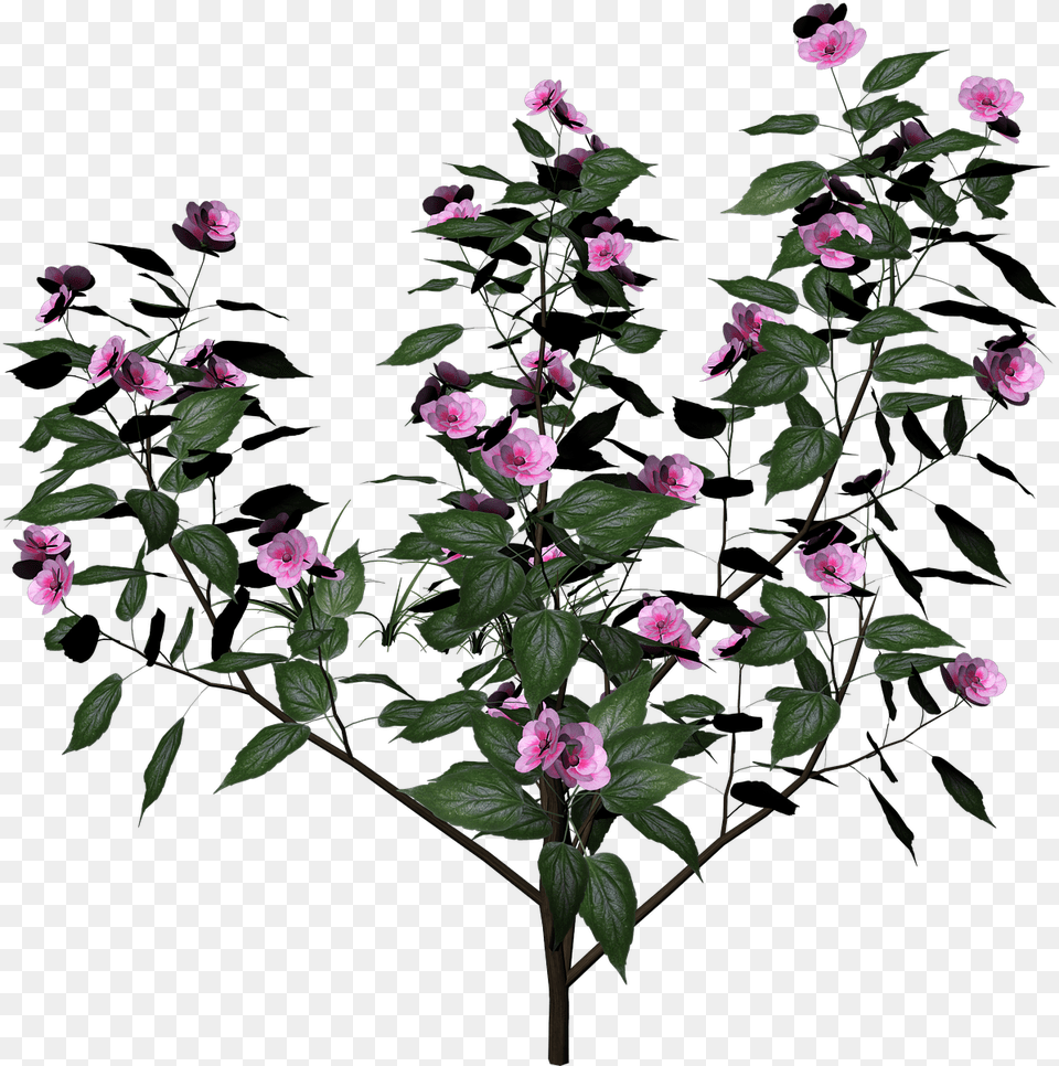 Bush Plant Flowers Flowering Image On Pixabay Flower Plants, Acanthaceae, Geranium, Petal, Flower Arrangement Png