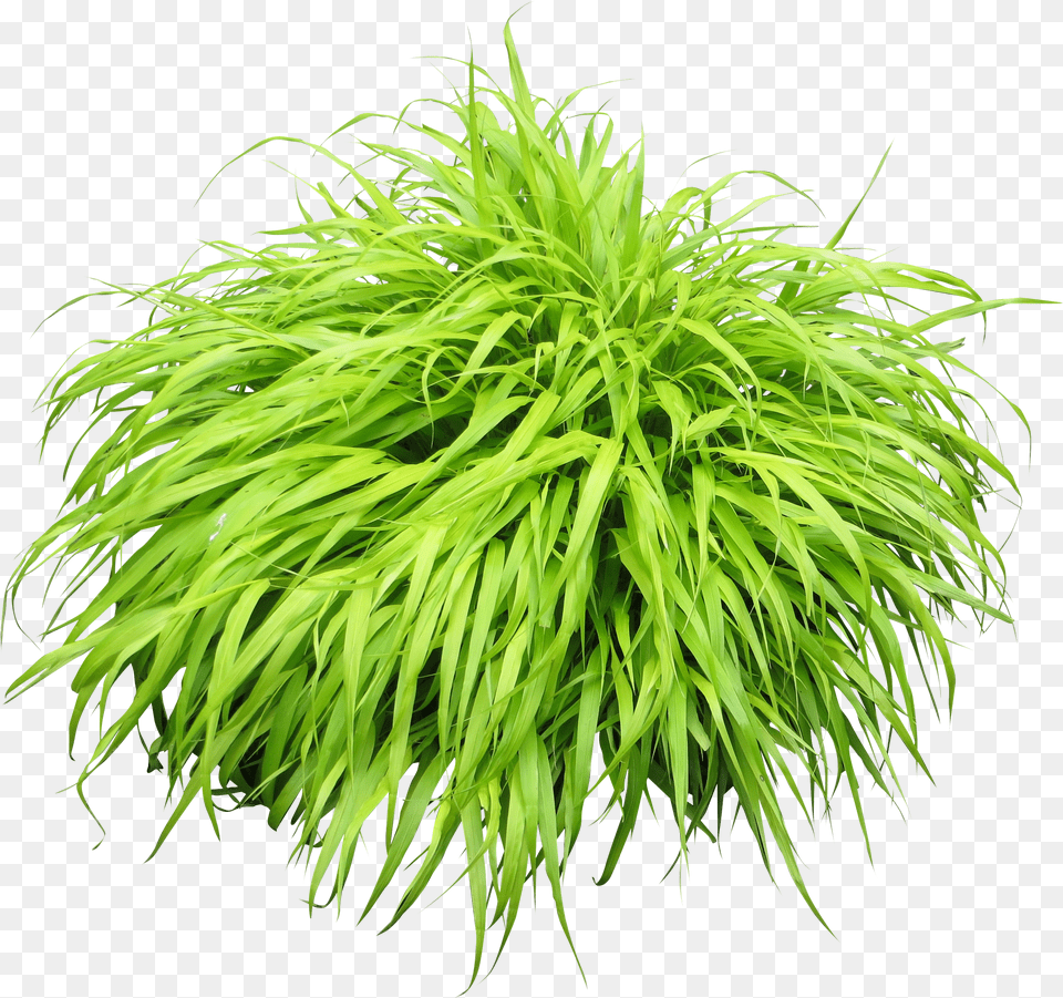 Bush Plant Plants Png