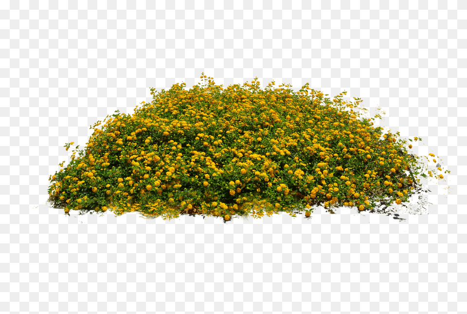 Bush Plant View Flower Plants Free Transparent Png