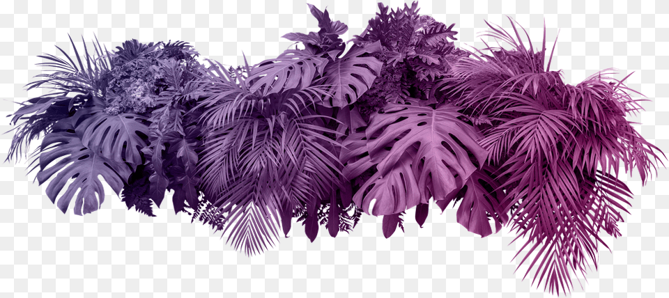 Bush Plant White Background, Purple, Accessories, Vegetation, Art Free Transparent Png