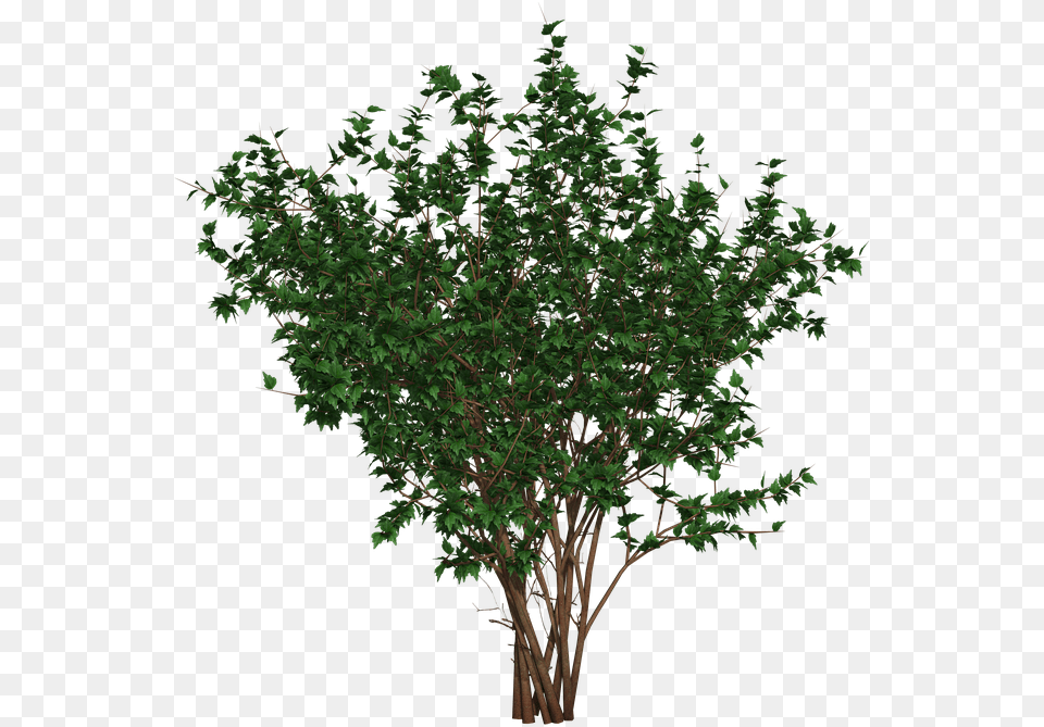 Bush Shrub Nature On Pixabay Tree, Plant, Leaf, Conifer, Green Png Image