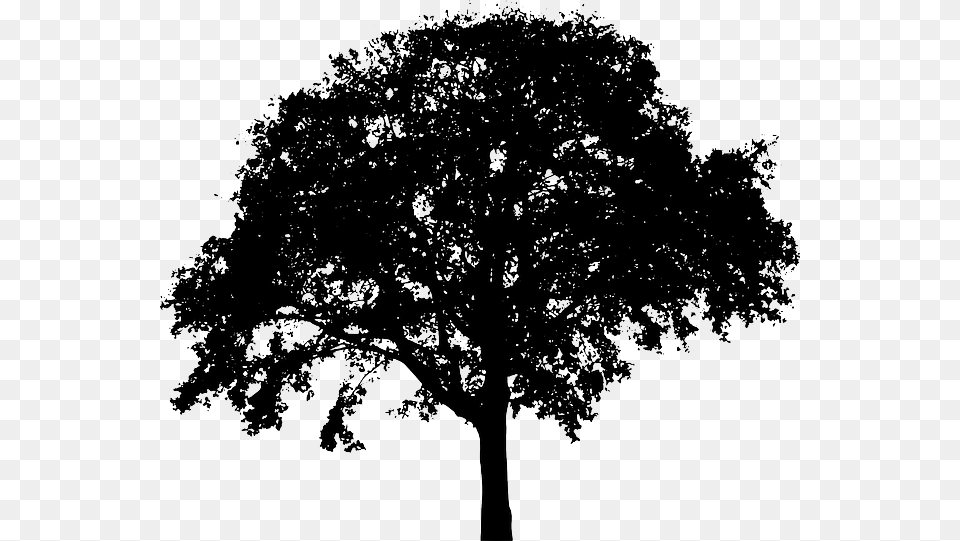 Bush Silhouette Clipart Vector Transparent Stock Transparent Background Tree Silhouette, Oak, Plant, Sycamore, Tree Trunk Png Image