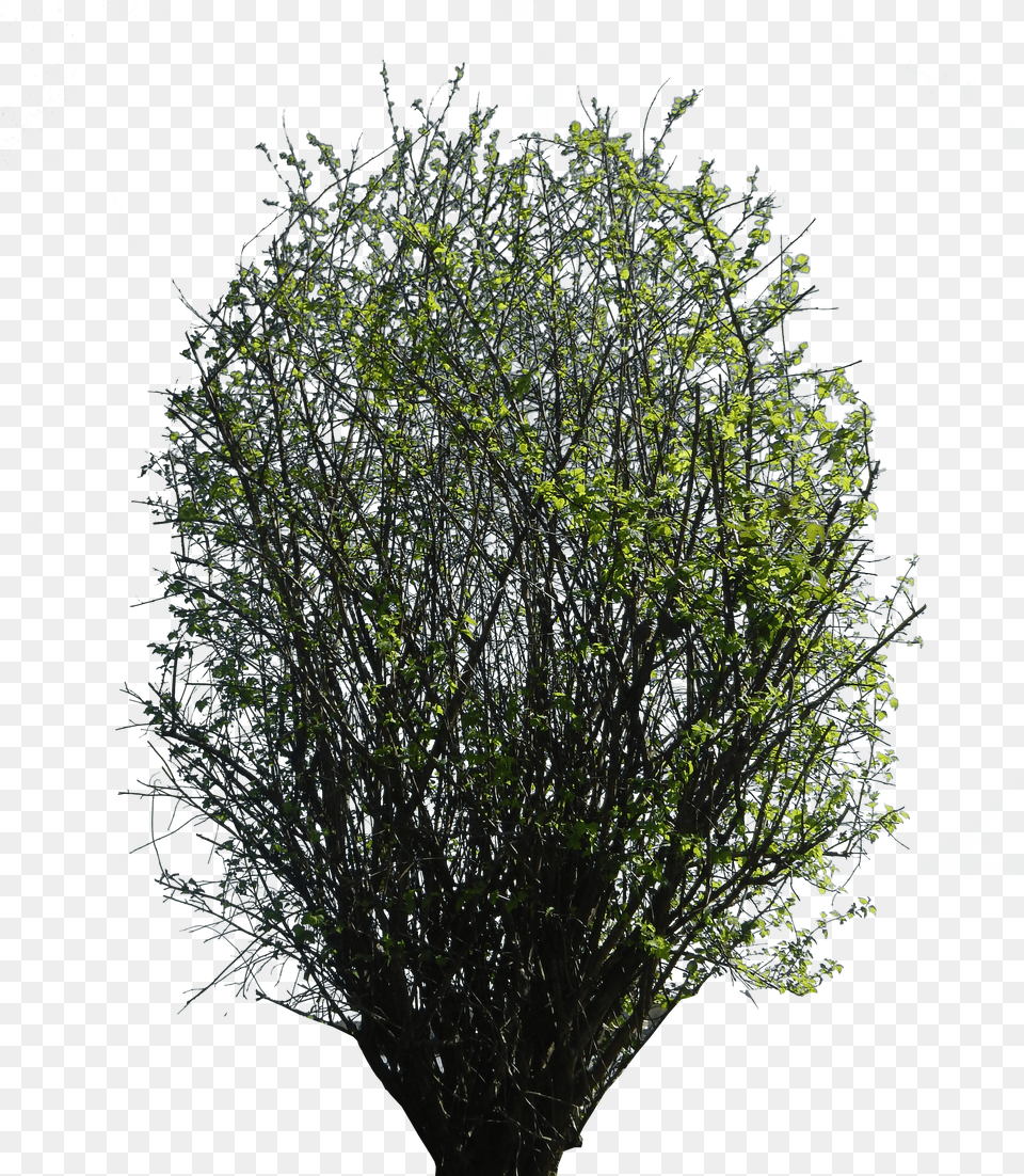 Bush Texture Free Png Download