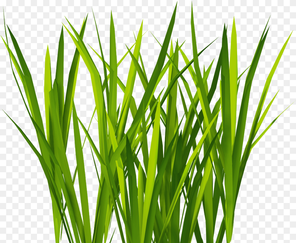 Bush Texture Grass Texture, Aquatic, Green, Plant, Water Png Image