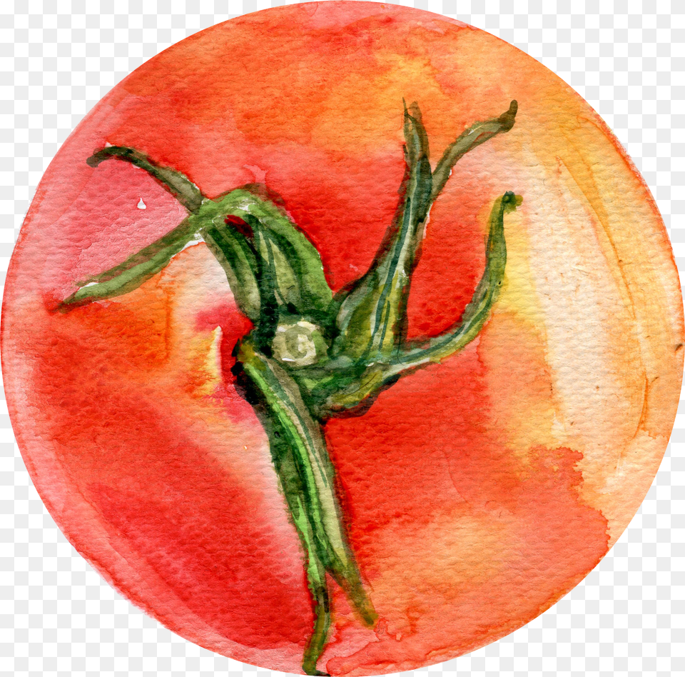 Bush Tomato Watercolor Painting Vegetable Illustration, Logo, Text Free Png Download