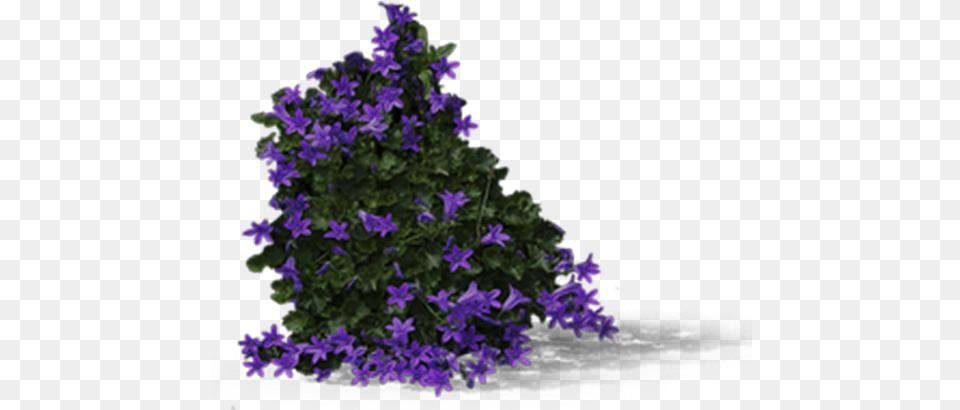 Bush Top View, Flower, Geranium, Plant, Purple Png Image