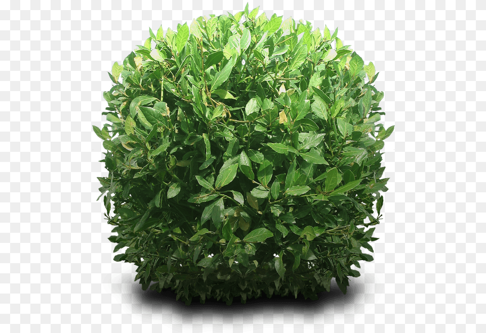 Bush Transparent Download Bush Transparent, Herbal, Herbs, Leaf, Plant Free Png
