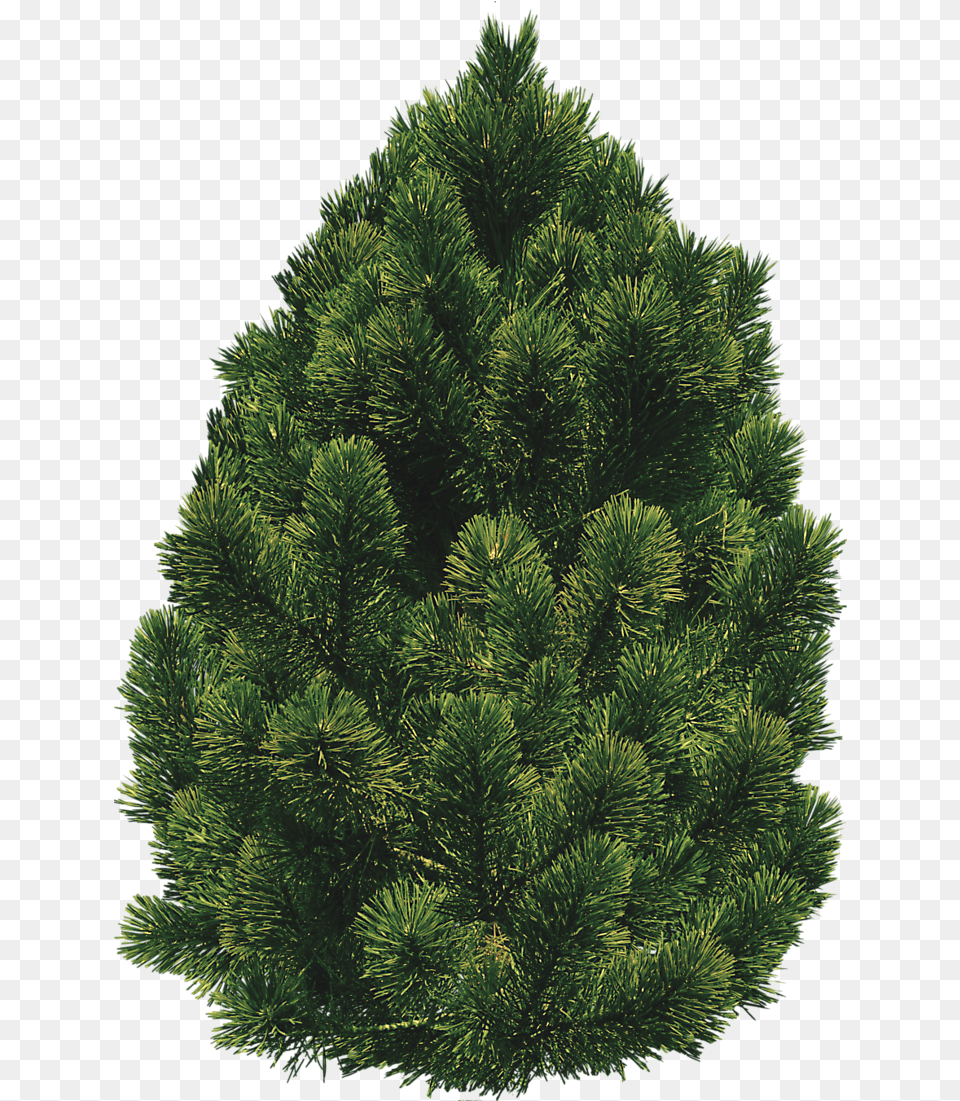Bush Trees And Bushes Pinebushtreespng Tree File, Fir, Pine, Plant, Conifer Free Transparent Png
