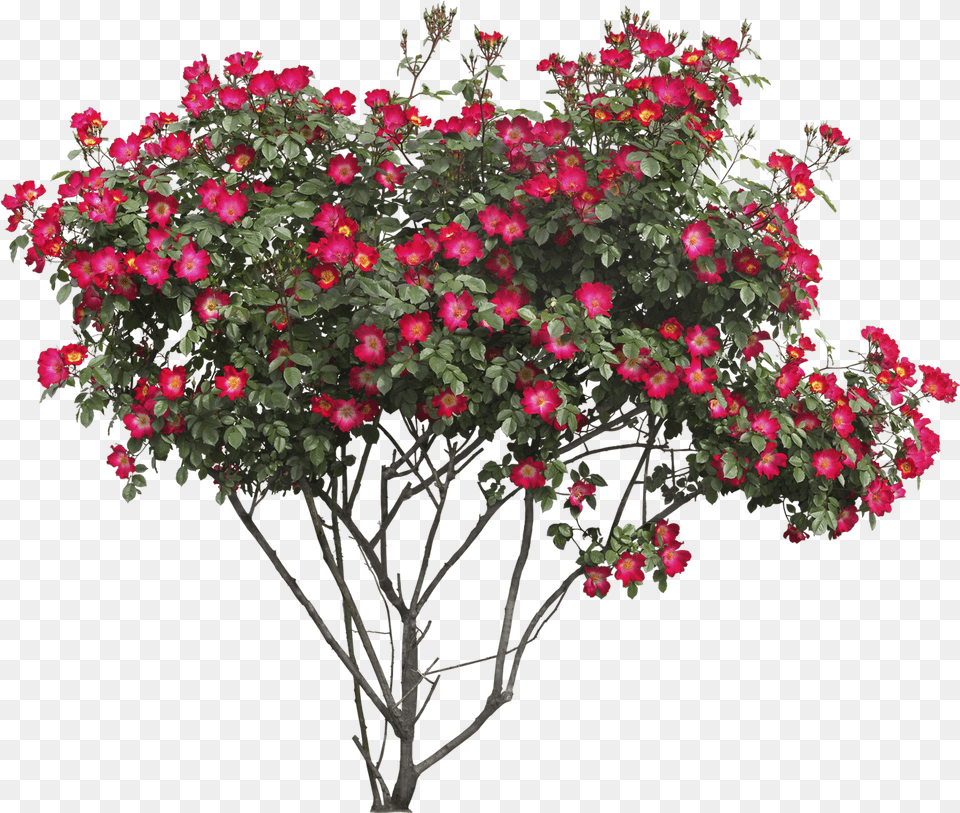 Bush With Flowers Image For Flower Bush Transparent Background, Flower Arrangement, Geranium, Plant, Potted Plant Free Png