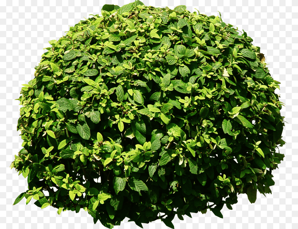 Bushes, Green, Herbal, Herbs, Leaf Png