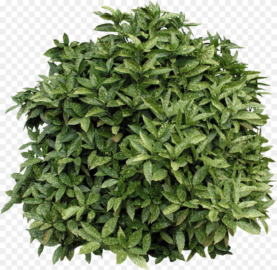 Bushes Clipart, Herbs, Leaf, Plant, Potted Plant Png