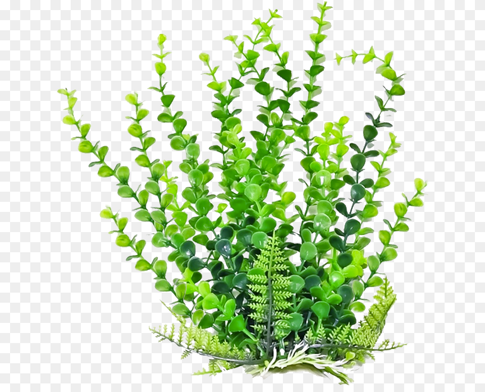 Bushes Clipart Aquarium Plant Aquatic Plants, Fern, Leaf Free Png Download