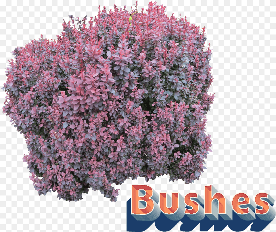 Bushes Clipart Flower Bush, Plant, Vegetation Free Png