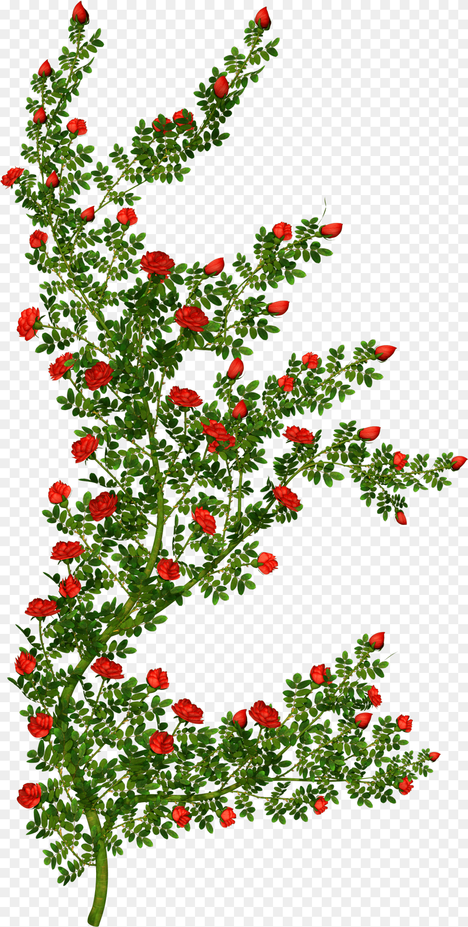 Bushes Clipart Transparent Flower Picture Cartoon Rose Bush, Tree, Conifer, Plant, Pattern Png Image