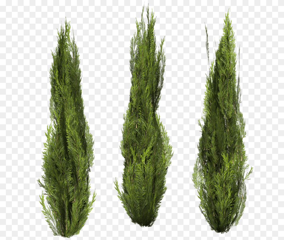 Bushes Cutout Bush 29, Conifer, Plant, Tree, Fir Free Transparent Png
