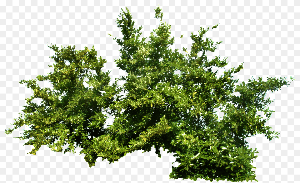 Bushes Download Bush Transparent, Green, Tree, Sycamore, Plant Free Png