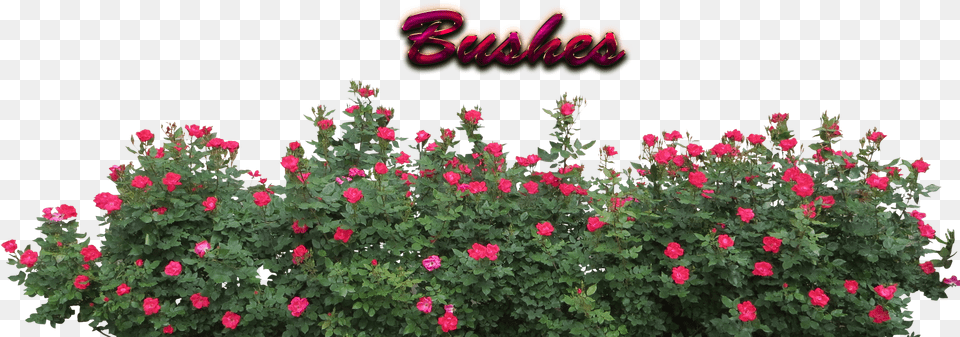 Bushes Bushes, Flower, Geranium, Plant, Vegetation Free Png Download