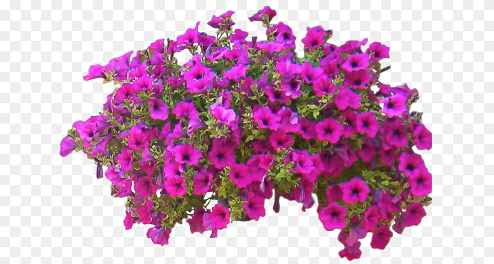 Bushes Flower Clipart Background Flower Bush, Geranium, Plant, Purple, Flower Arrangement Png